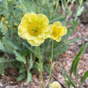 Geum 'Banana Daquiri'