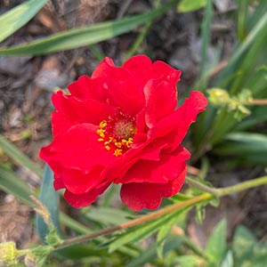 Geum flora plena 'Blazing Sunset'
