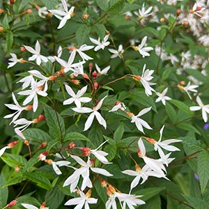 Gillenia trifoliata