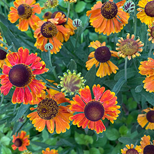 Helenium autumnale 'Adios'