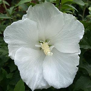 Hibiscus syriacus White Pillar®
