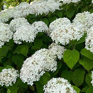 Hydrangea arborescens Wee White®