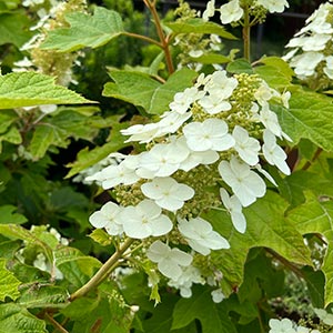 Hydrangea quercifolia 'Munchkin'