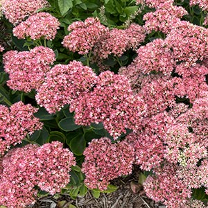 Hylotelephium spectabile 'Autumn Fire'