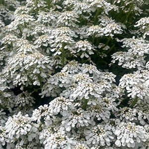 Iberis sempervirens 'Autumn Beauty'