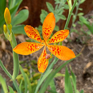 Iris domestica