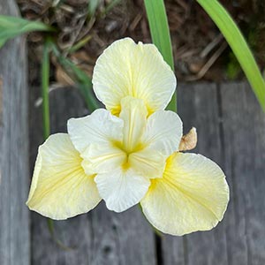 Iris sibirica 'Butter & Sugar'
