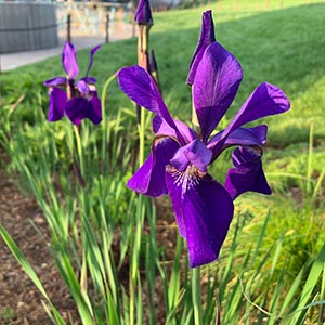 Iris sibirica 'Caesar's Brother'