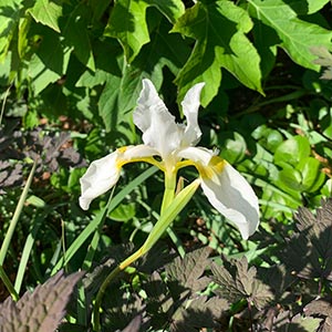 Iris sibirica 'Snow Queen'
