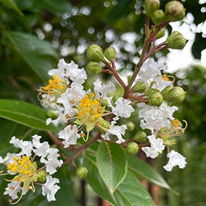 Lagerstroemia indica 'Natchez'