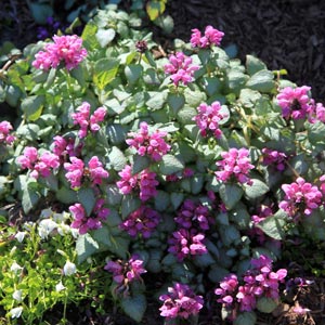 Lamium maculatum 'Purple Dragon'
