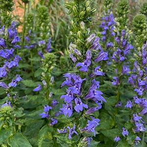 Lobelia siphilitica