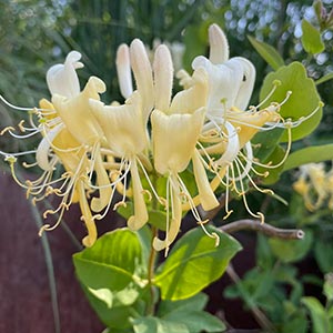 Lonicera periclymenum 'Scentsation'