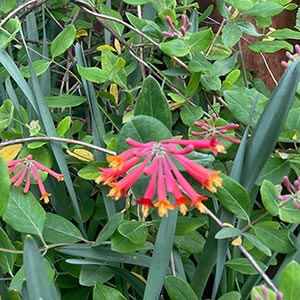 Lonicera sempervirens 'Major Wheeler'
