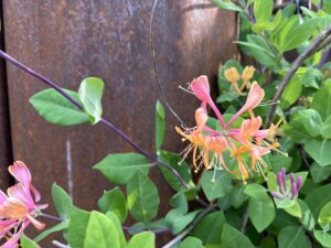 Lonicera x heckrottii 'Gold Flame'
