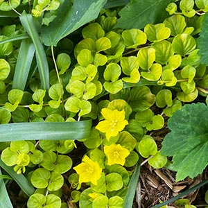 Lysimachia nummularia 'Aurea'