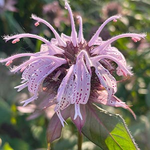 Monarda bradburiana