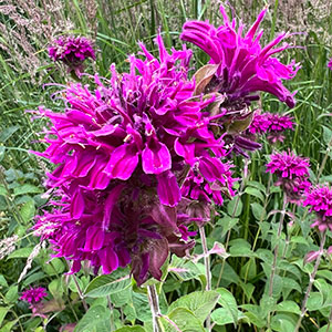Monarda didyma 'Purple Rooster'