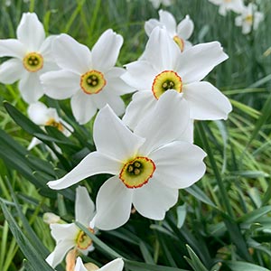 Narcissus 'Pheasant's Eye'