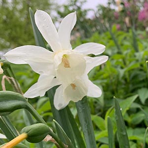 Narcissus 'Thalia'