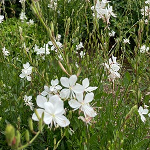 Oenothera lindheimeri 'Snow Fountain'