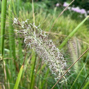 Pennisetum orientale 'Karley Rose'