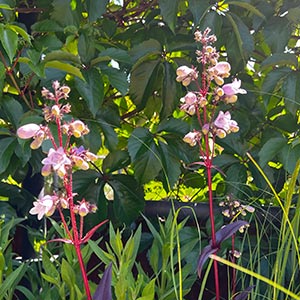 Penstemon 'Husker's Red