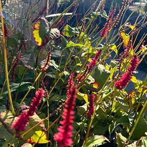 Persicaria amplexicaulis 'Firetail'
