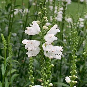 Physostegia virginiana 'Miss Manners'