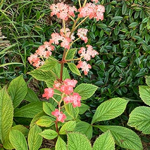 Rodgersia pinnata 'Superba'