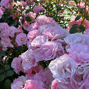 Rosa Bonica® 'Meidomonac'