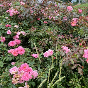 Rosa Sweet Drift®