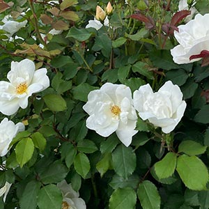 Rosa White Knock Out®