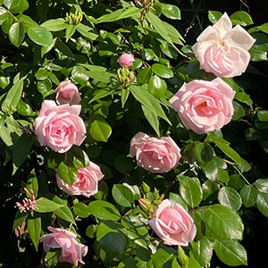 Rosa polyantha 'The Fairy'