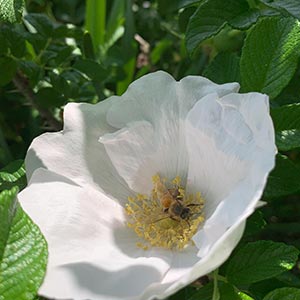Rosa rugosa 'Alba'