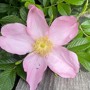Rosa rugosa 'Frau Dagmar Hastrup'