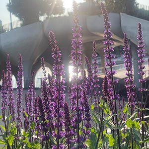 Salvia nemorosa 'Caradonna'