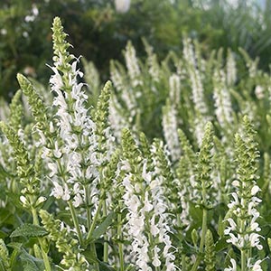 Salvia nemorosa 'Snow Hill'