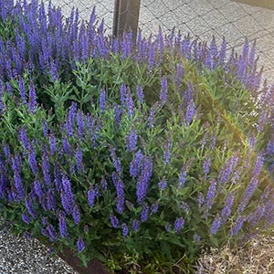 Salvia x sylvestris 'May Night'
