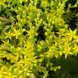 Sedum rupestre 'Angelina'