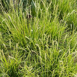 Sesleria autumnalis