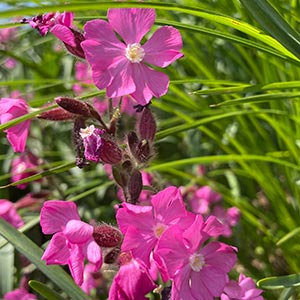 Silene regia 'Rollie's Favorite'