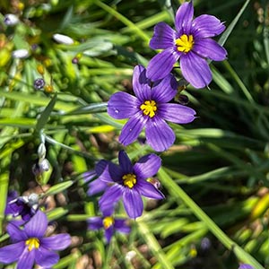 Sisyrinchium angustifolium 'Lucerne'