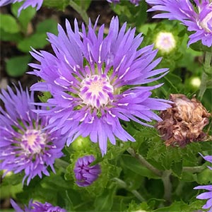 Stokesia laevis 'Peachie's Pick'