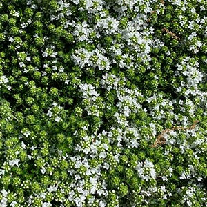 Thymus praecox 'Albiflorus'