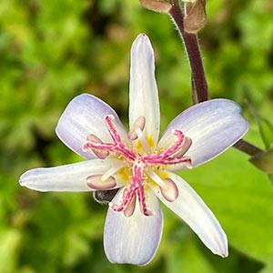 Tricyrtis hirta 'Tojen'