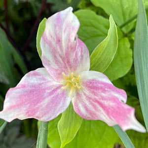 Trillium grandiflorum
