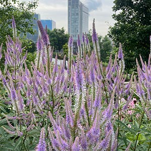 Veronicastrum virginicum 'Fascination'