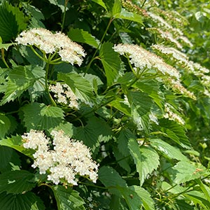 Viburnum dentatum Autumn Jazz® 'Ralph Senior'