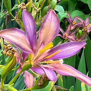 x Pardancanda norrisii 'Dazzler